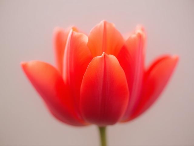 Vignette vidéo d'un timelapse de fleur qui s'ouvre